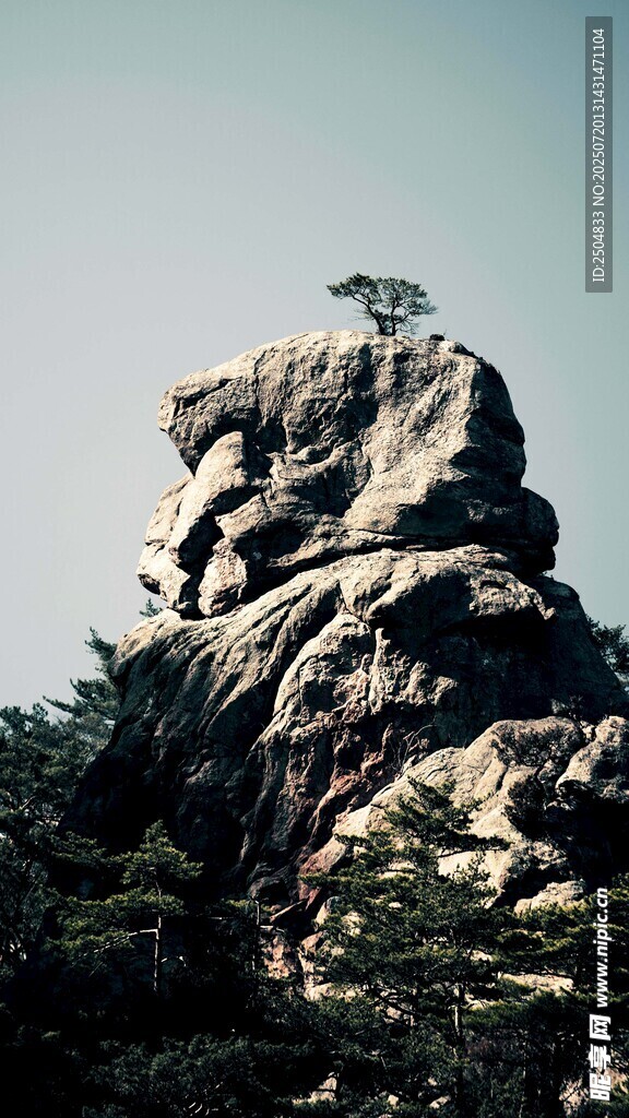 嶙峋山石上的孤树