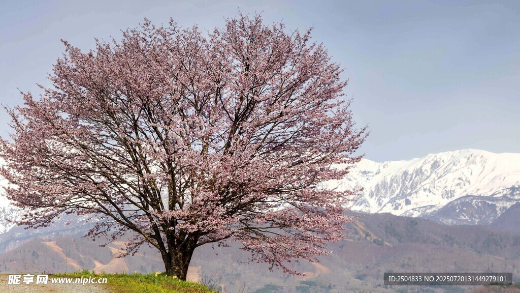 孤树绽粉花 远山覆白雪