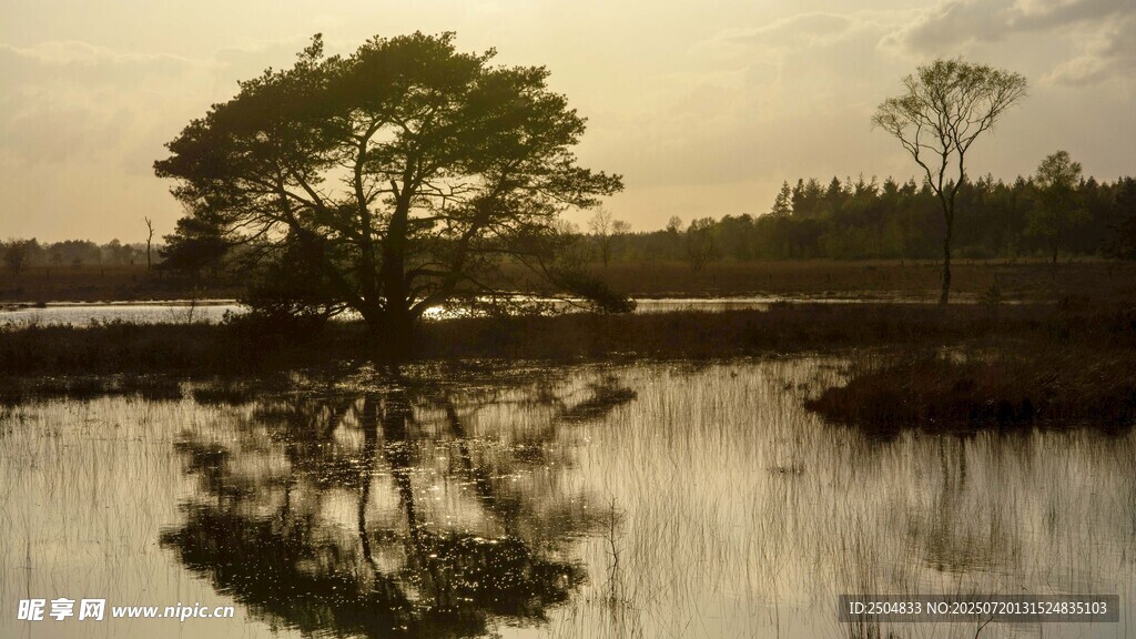 夕阳下湖畔孤树倒影