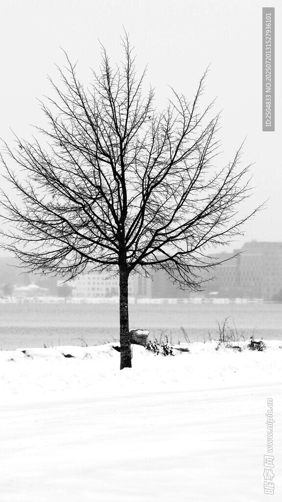 冬日孤树雪景