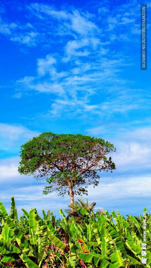 蓝天绿树间的自然美景