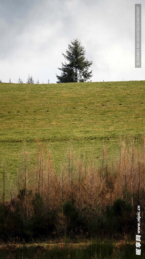 草原孤树 自然静谧之景