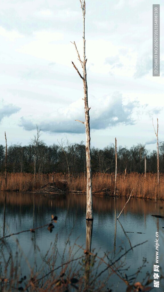 湿地枯树景观