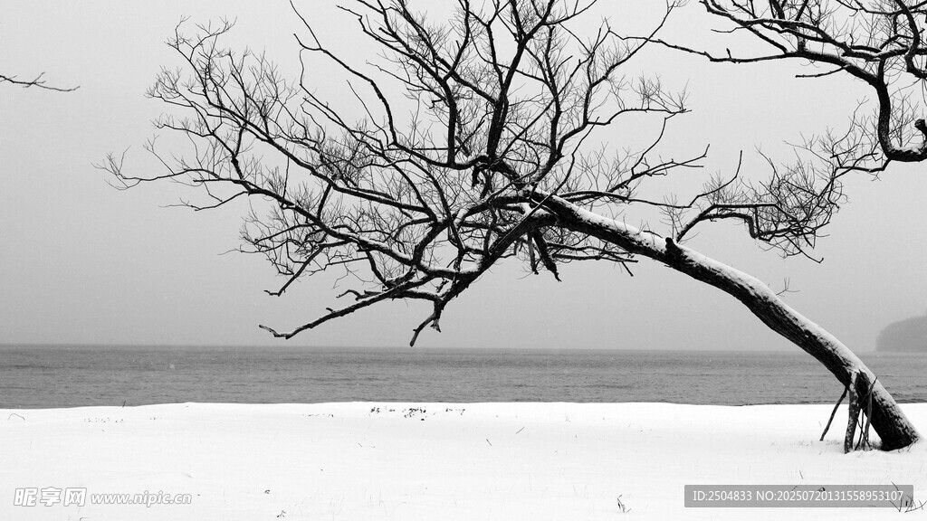 雪野孤树