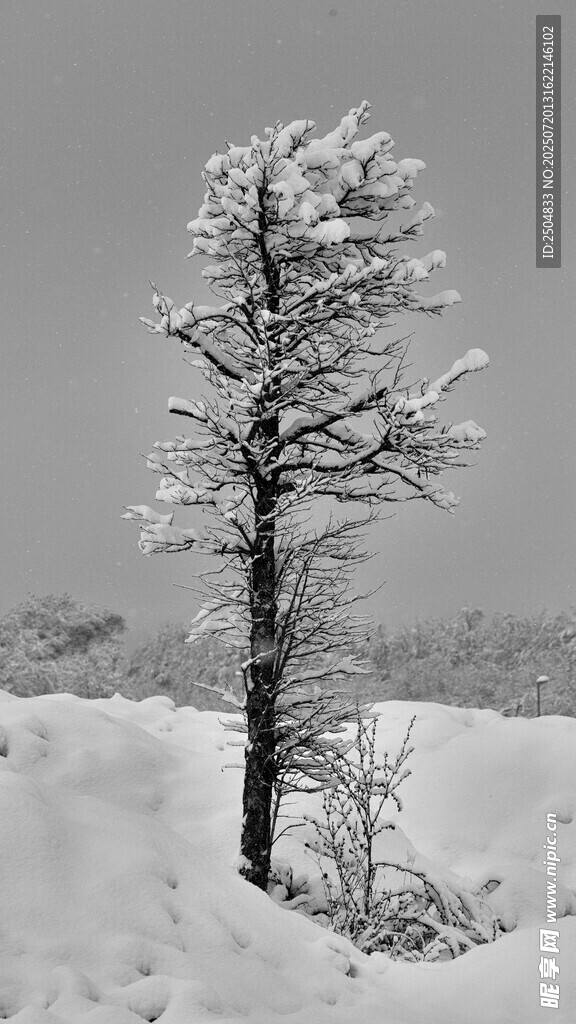 雪中孤树