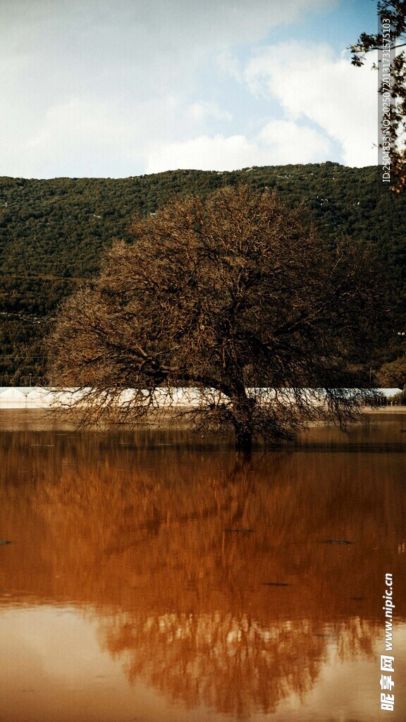 孤树映于金黄水面之景