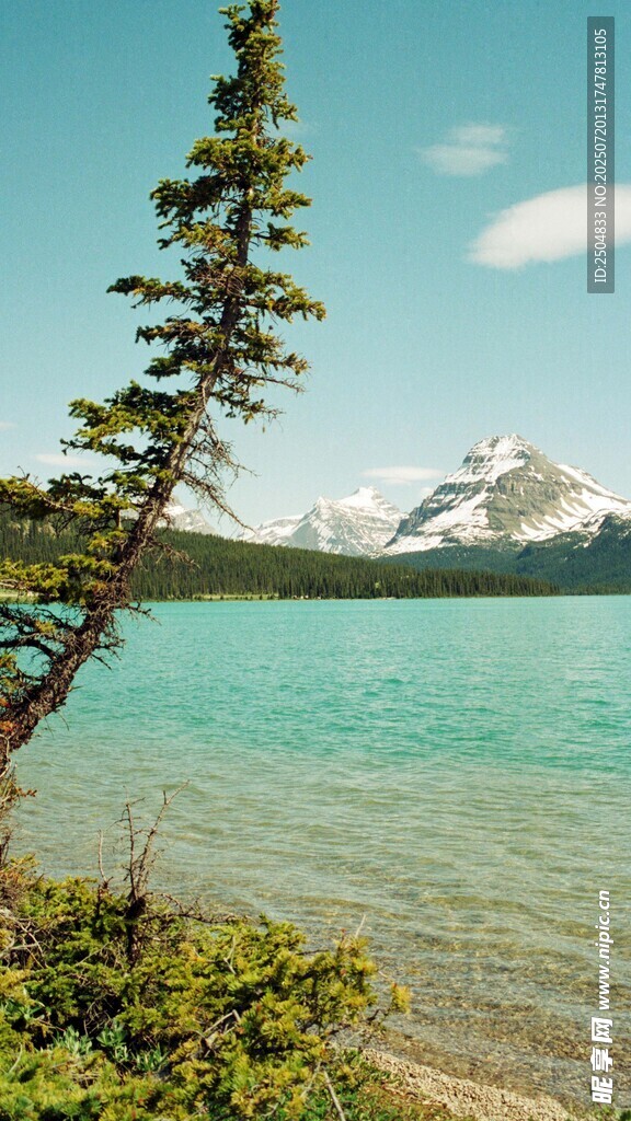 湖畔孤松与远处雪山美景