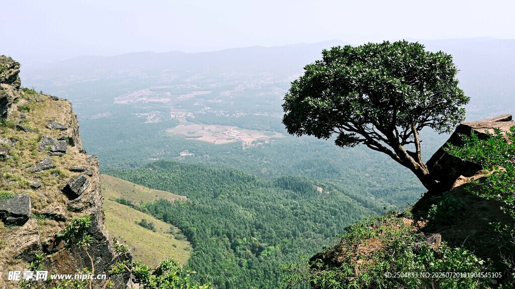 悬崖孤树 俯瞰绿野山川