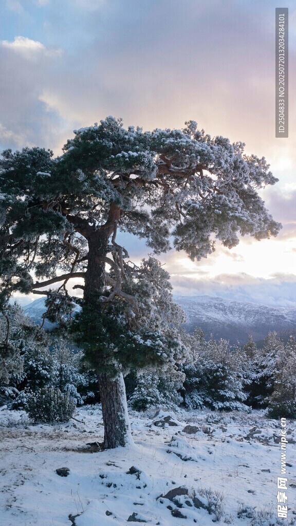 雪覆孤松 冬日静谧景致