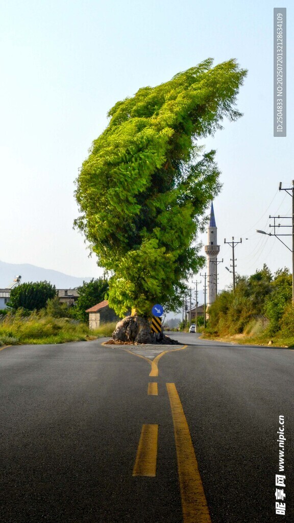 公路上倾斜生长的奇特绿树
