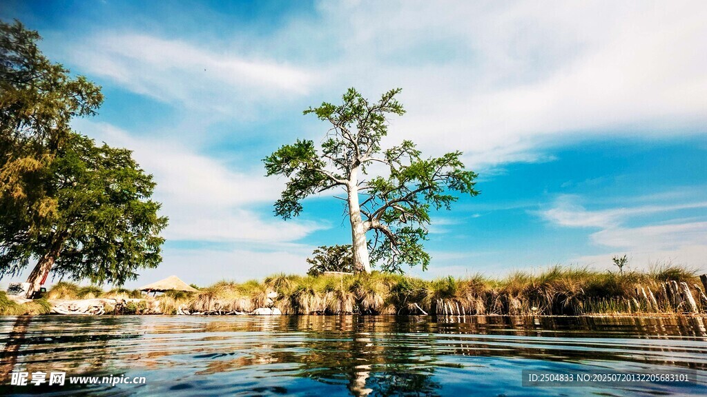 河畔椰树映蓝天美景