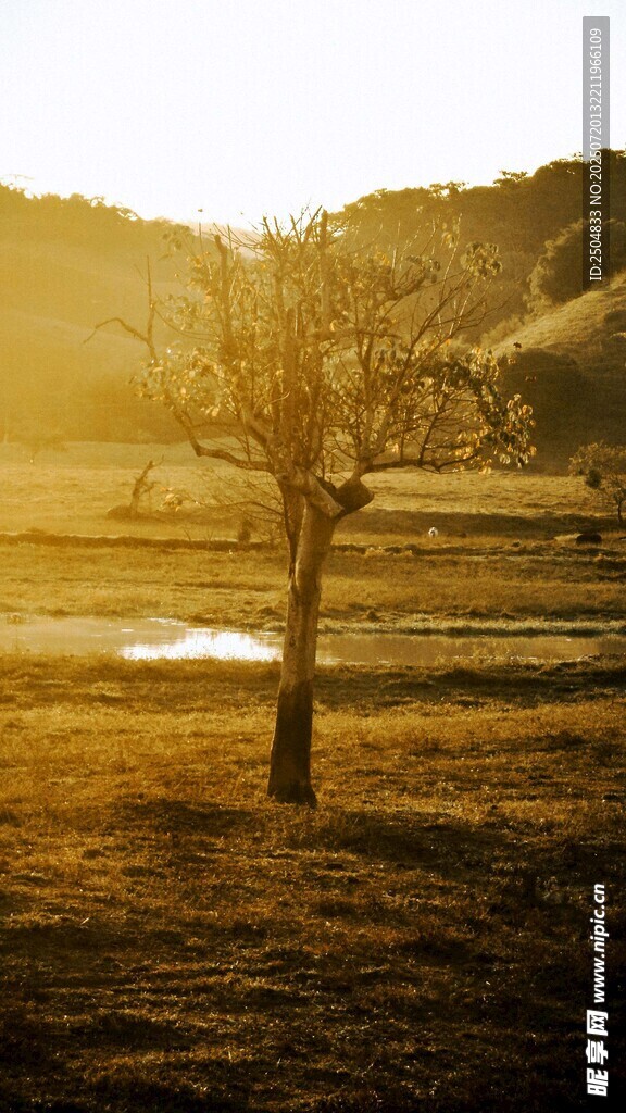 夕阳下的孤树田园美景