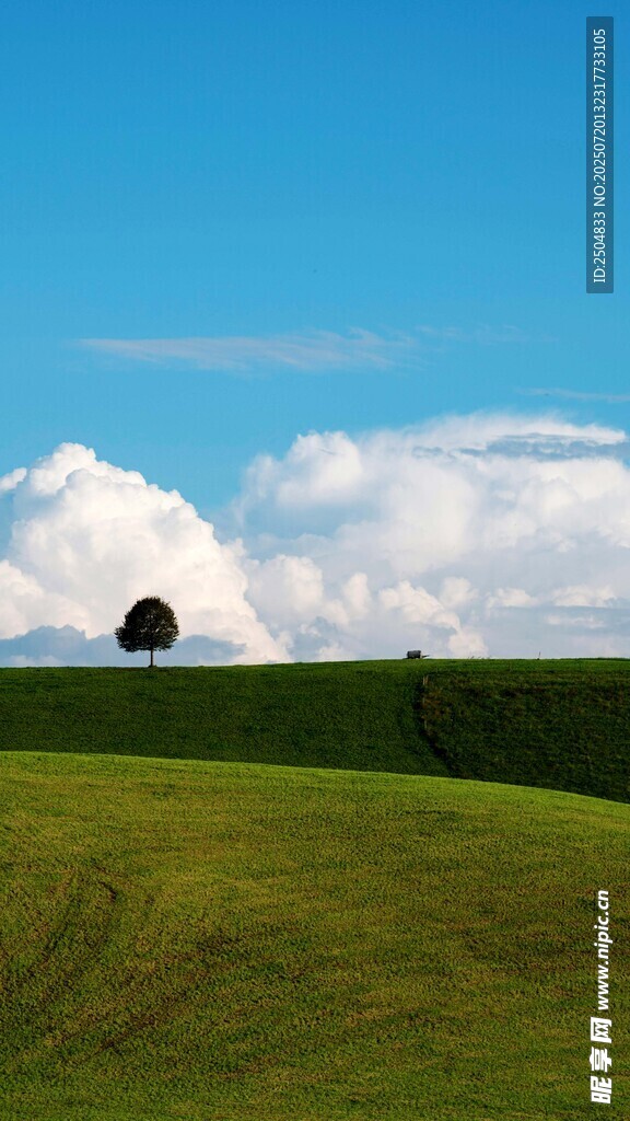 草原孤树 蓝天白云美景