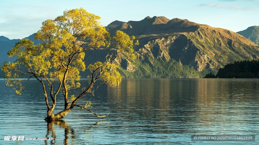 水中孤树与远山美景