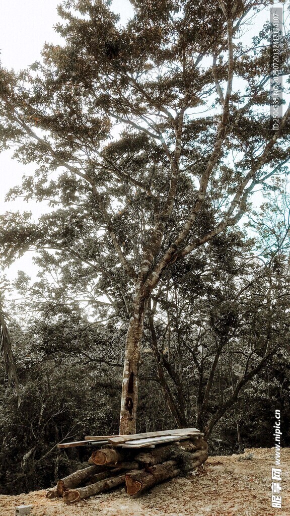 林间野餐桌 静谧自然景
