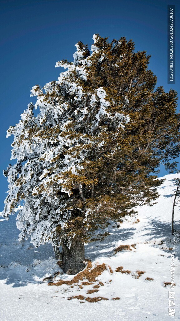 雪覆孤树 冬日山野景致