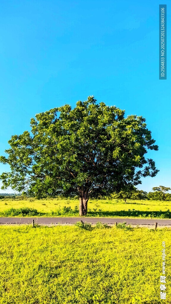 田野中茂盛的大树