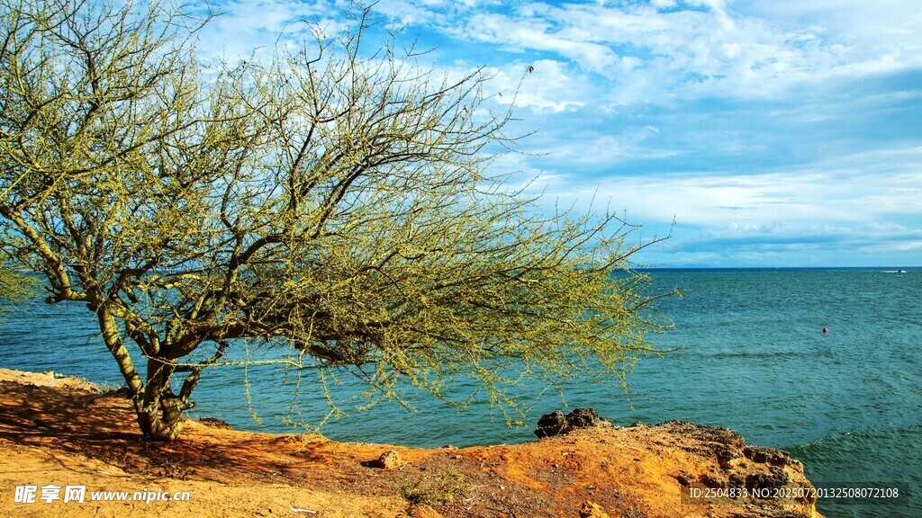 海边孤树 邂逅静谧美景