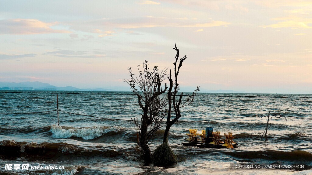 海边枯树 静赏黄昏海景