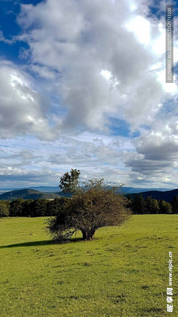 草原孤树 蓝天白云美景
