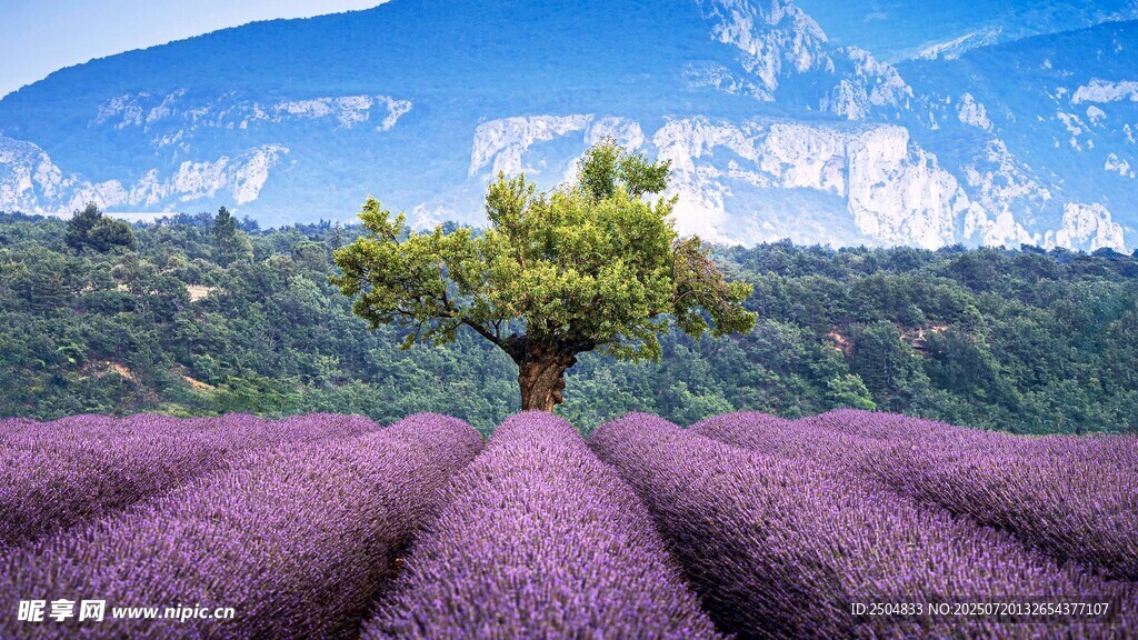 紫色薰衣草田中的孤独树