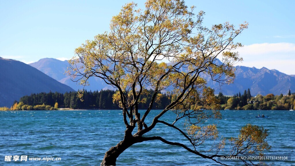 湖畔孤树 湖光山色美景
