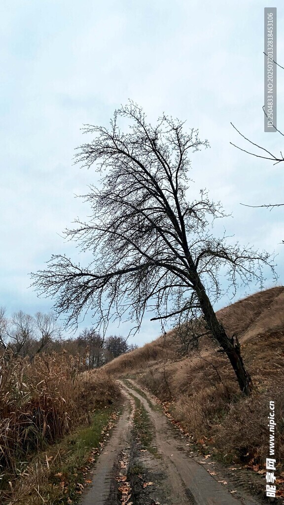 荒野孤树旁的乡间小路