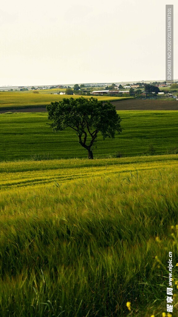 田野孤树 绿意盎然之景