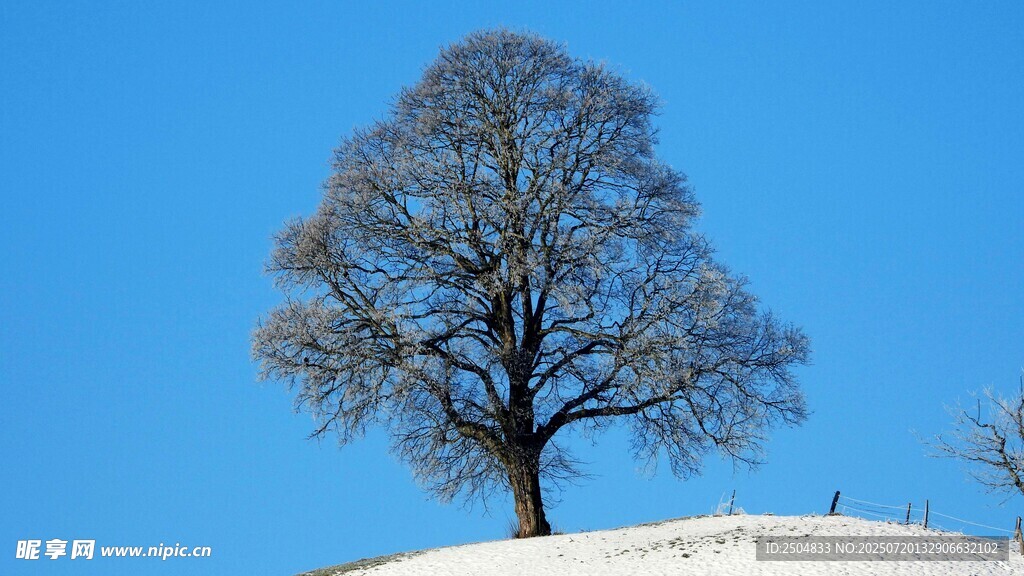 雪地上的孤树