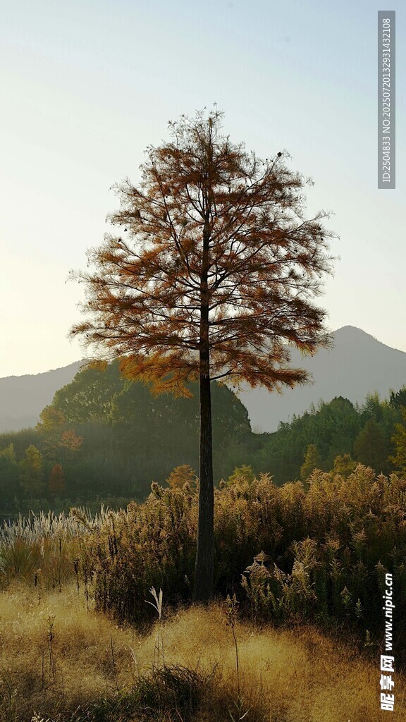 旷野孤树 秋日山林景致
