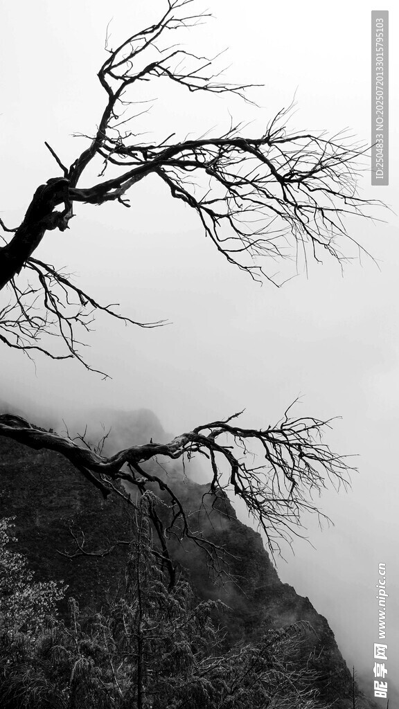 孤枝傲立山间