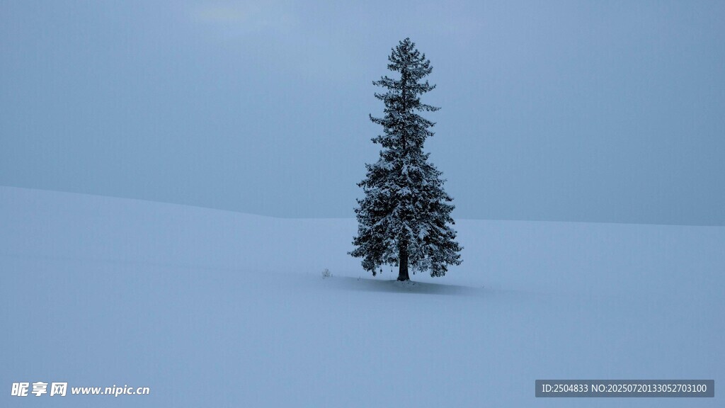 雪地孤松