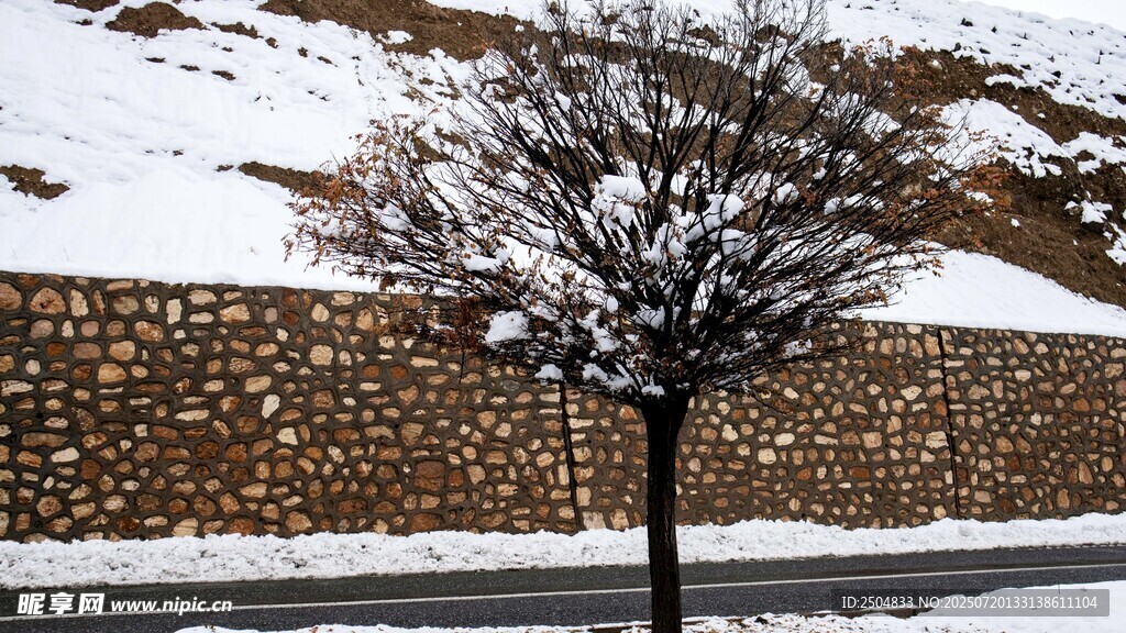 雪覆孤树 冬日静谧景致