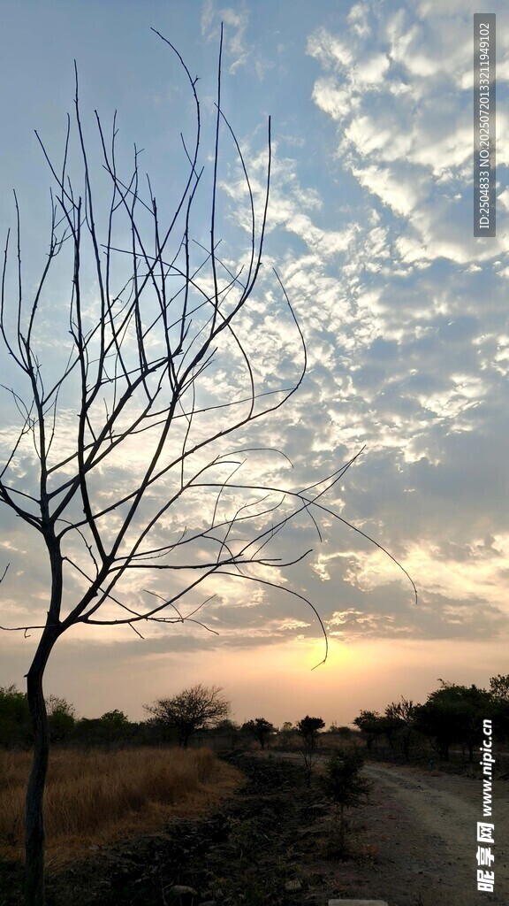 夕阳下路旁的光秃树木
