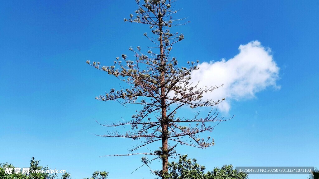 蓝天中枯树立于绿意间