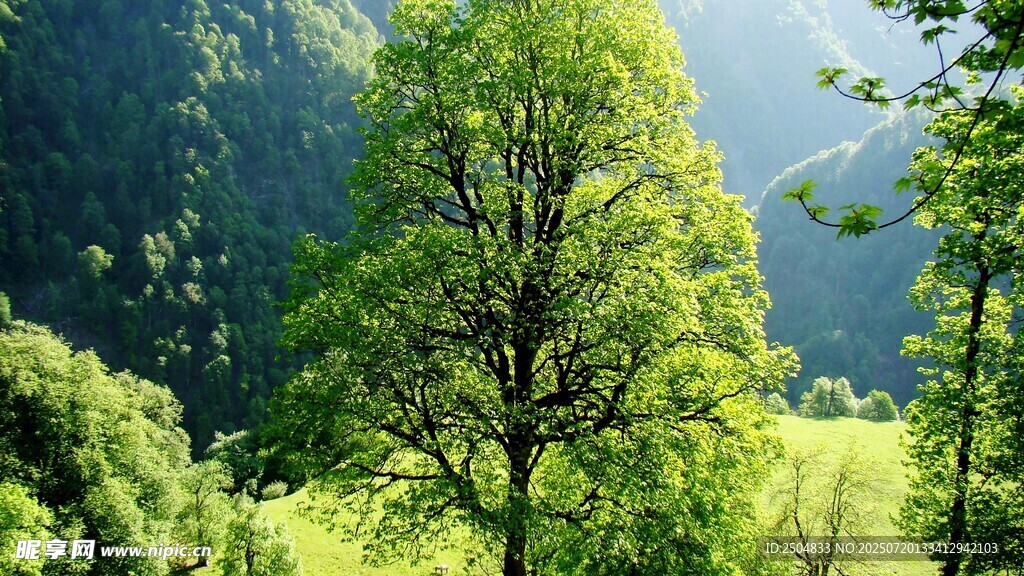 山林绿意盎然的自然美景
