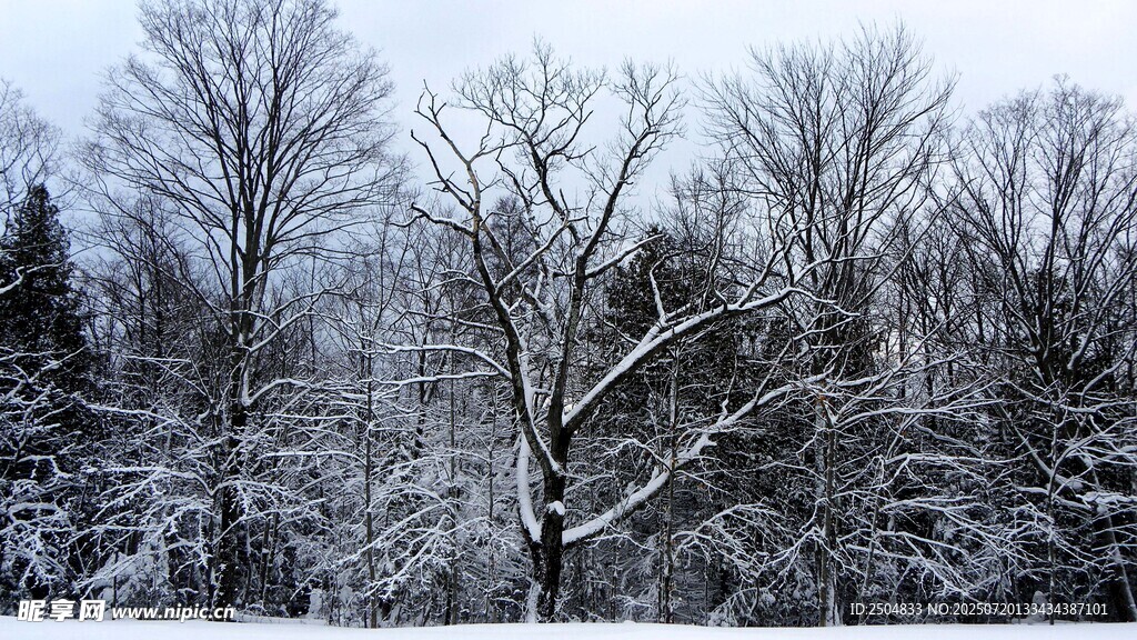 冬日雪景中的树林