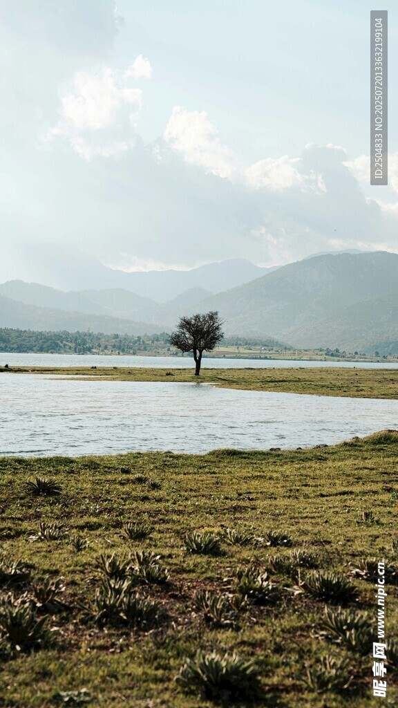 草原孤树 静谧湖景