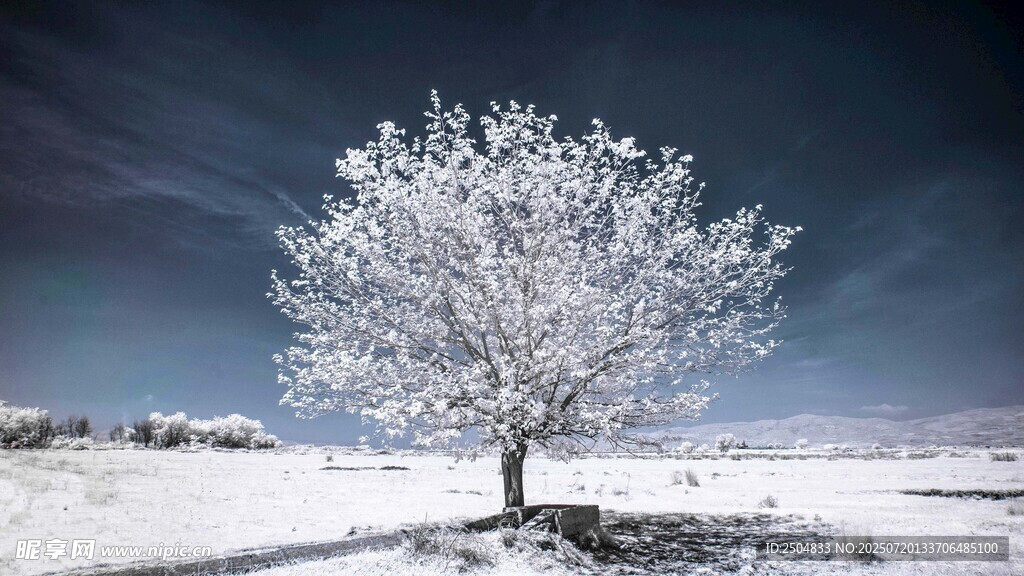 雪覆孤树的静谧冬日景象