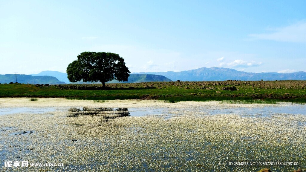 旷野孤树 天地间的静谧