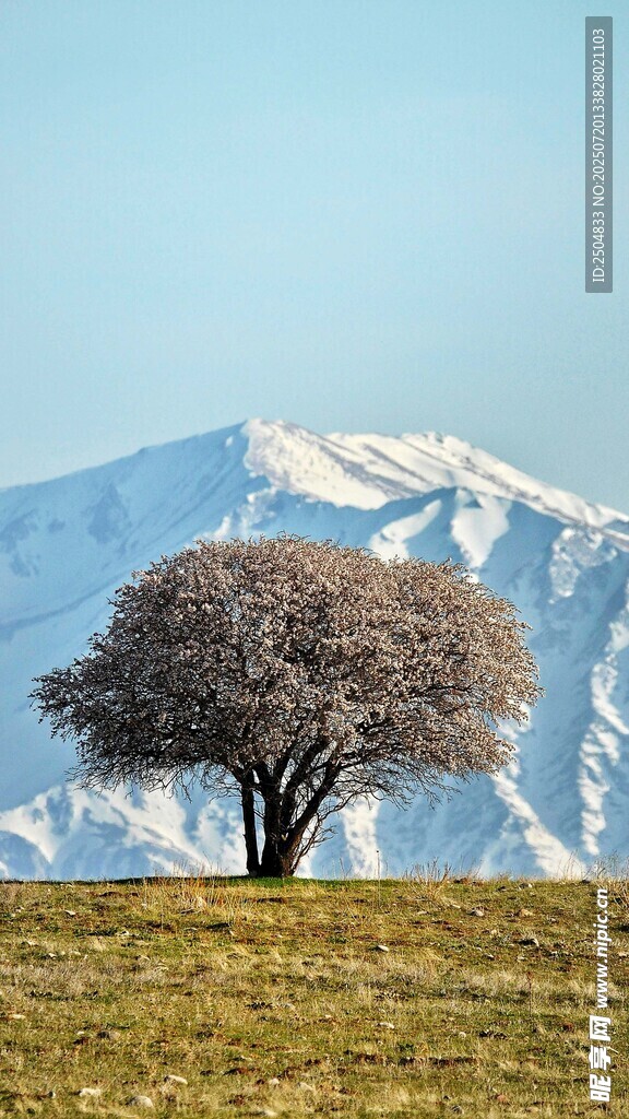 孤树屹立于雪山下草甸