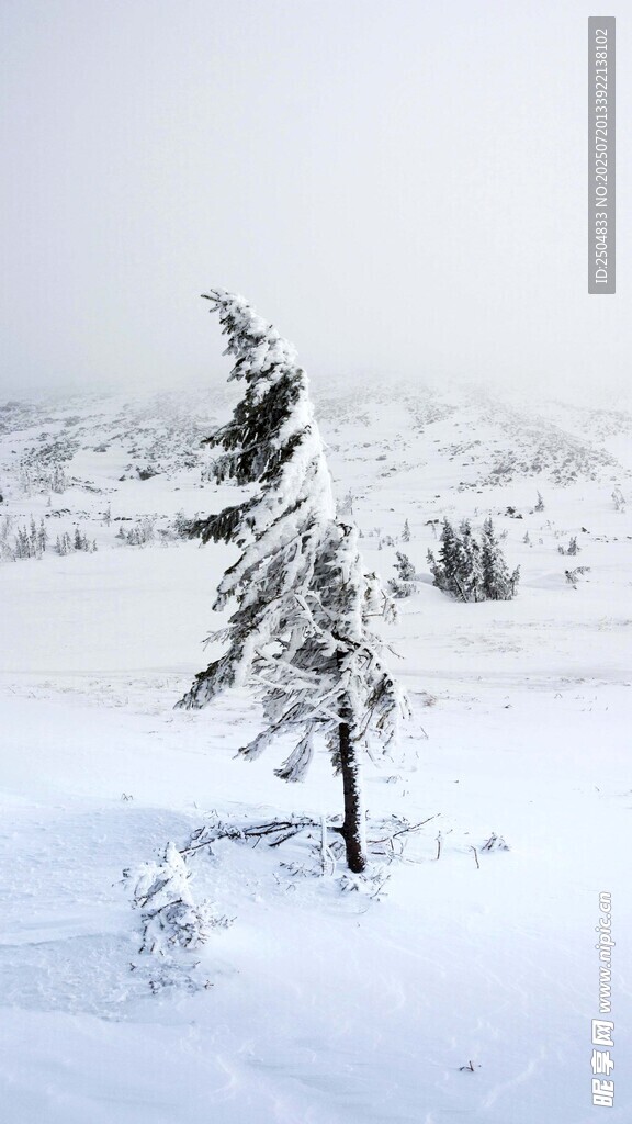 雪野孤树