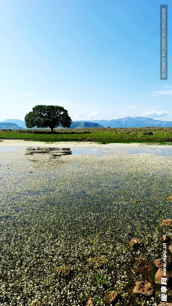 旷野孤树 天地间的静谧