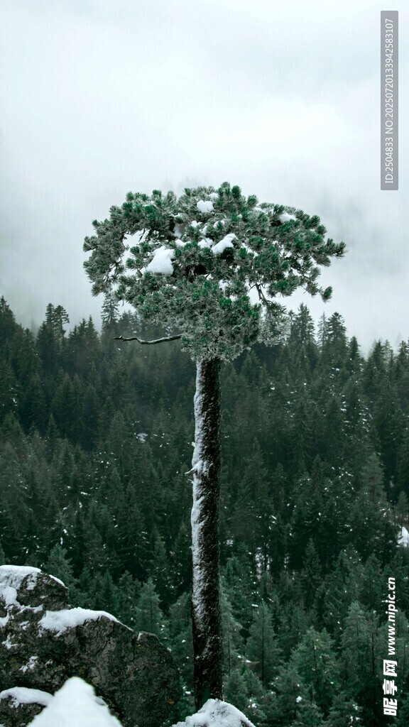 雪中孤树傲立森林