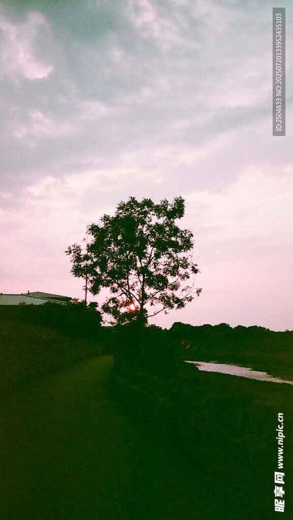 田野孤树 暮色中的静谧景