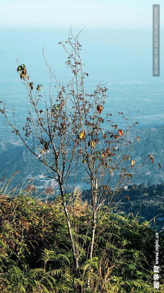 山间枯树与远景风光