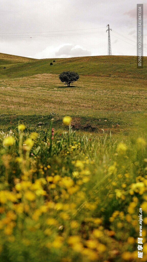 田野黄花与孤树风景