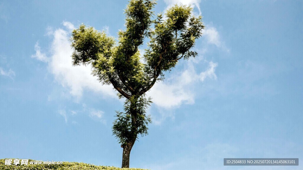 奇特造型树 蓝天为背景