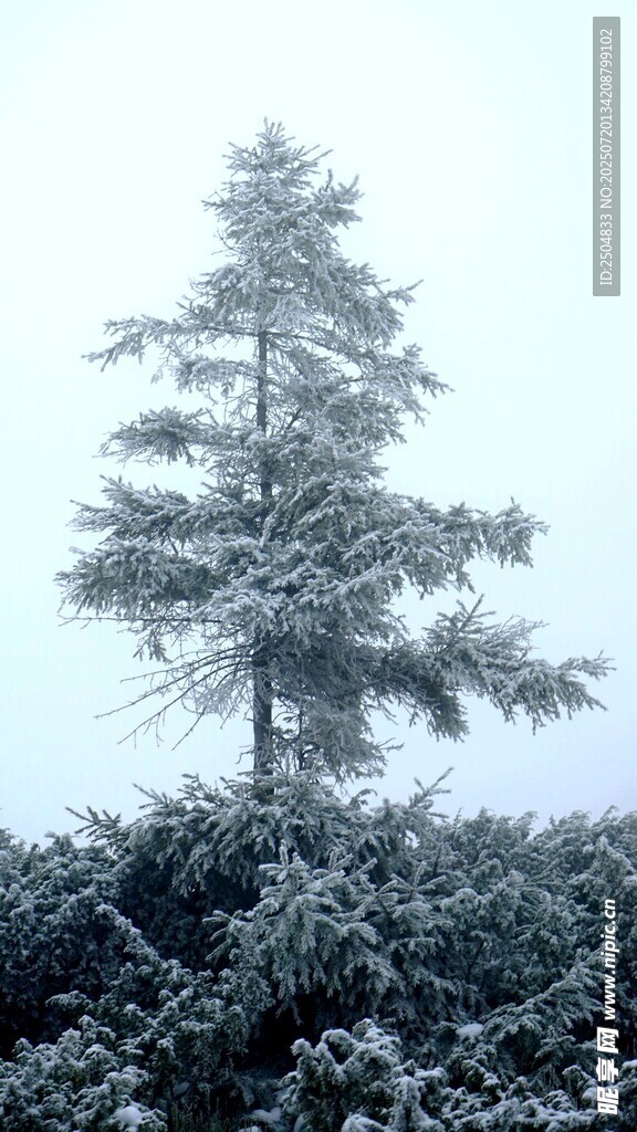 雪覆孤松