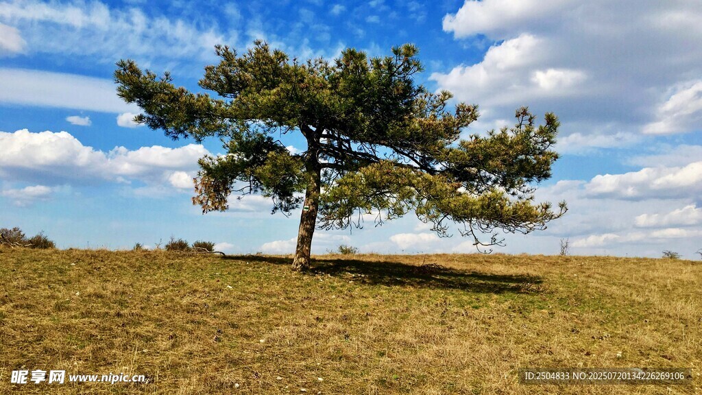 草原孤树 蓝天白云美景